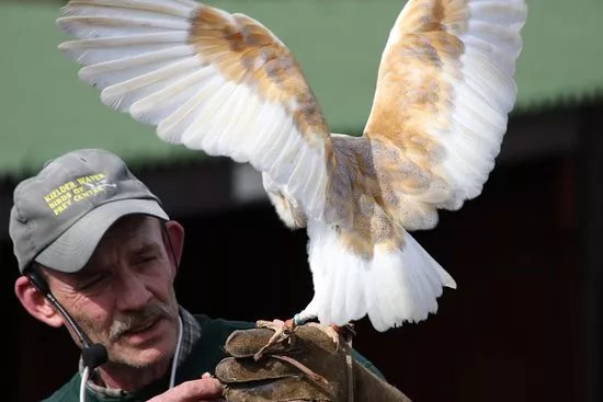 Kielder Water Bird of Prey Centre