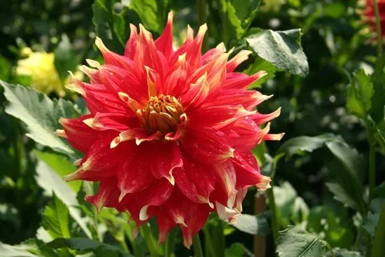 Dahliengarten