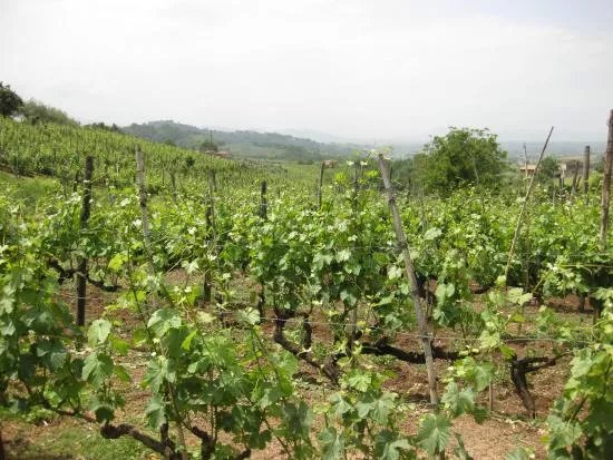 Cantina Terenzi