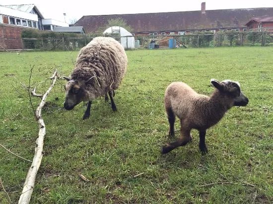 Southampton City Farm
