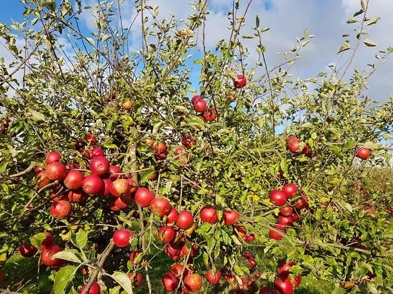 Home Cottage Farm Pick Your Own & Farm Shop