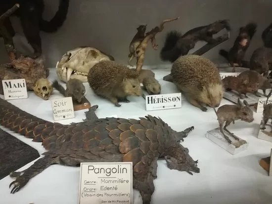 Musee d'Histoire Naturelle de Chambery