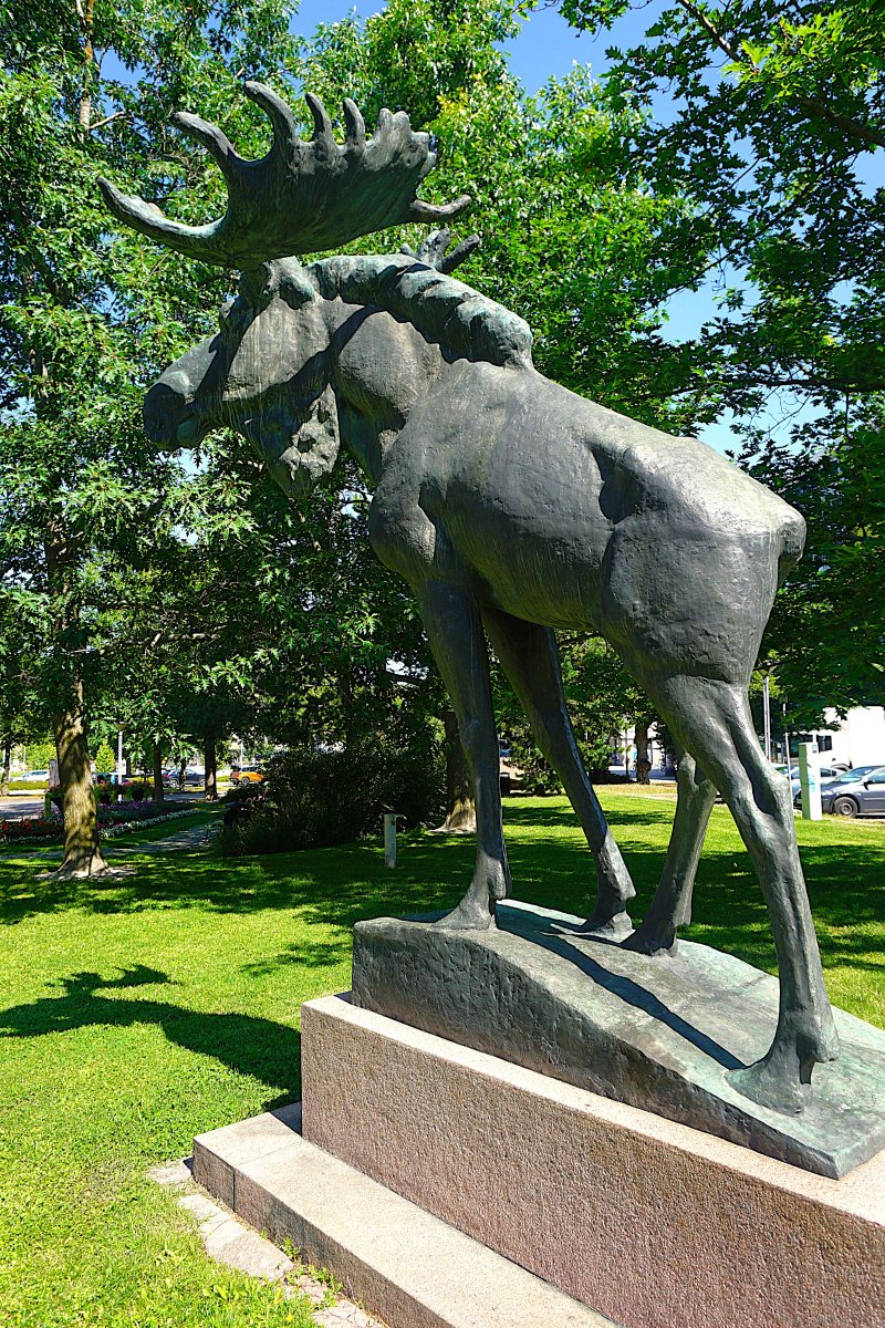 Hirvi