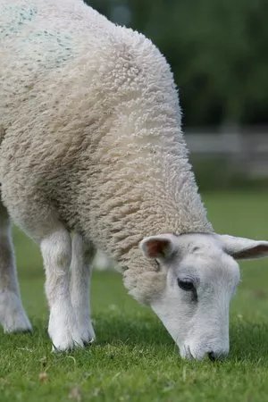 Manor Organic Farm