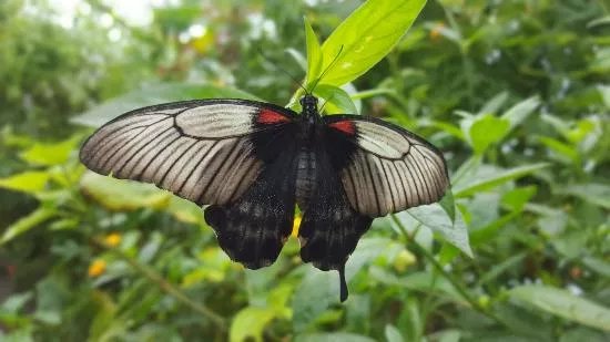 Magic of Life Butterfly House