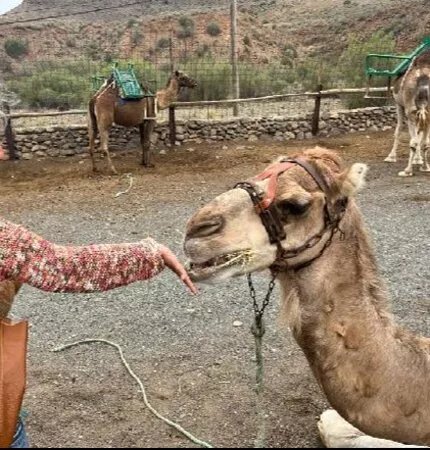 La Baranda Camel Tours