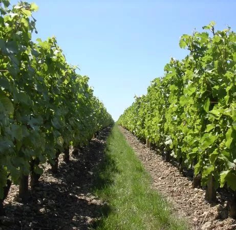 Domaine Paris, Pere et Fils
