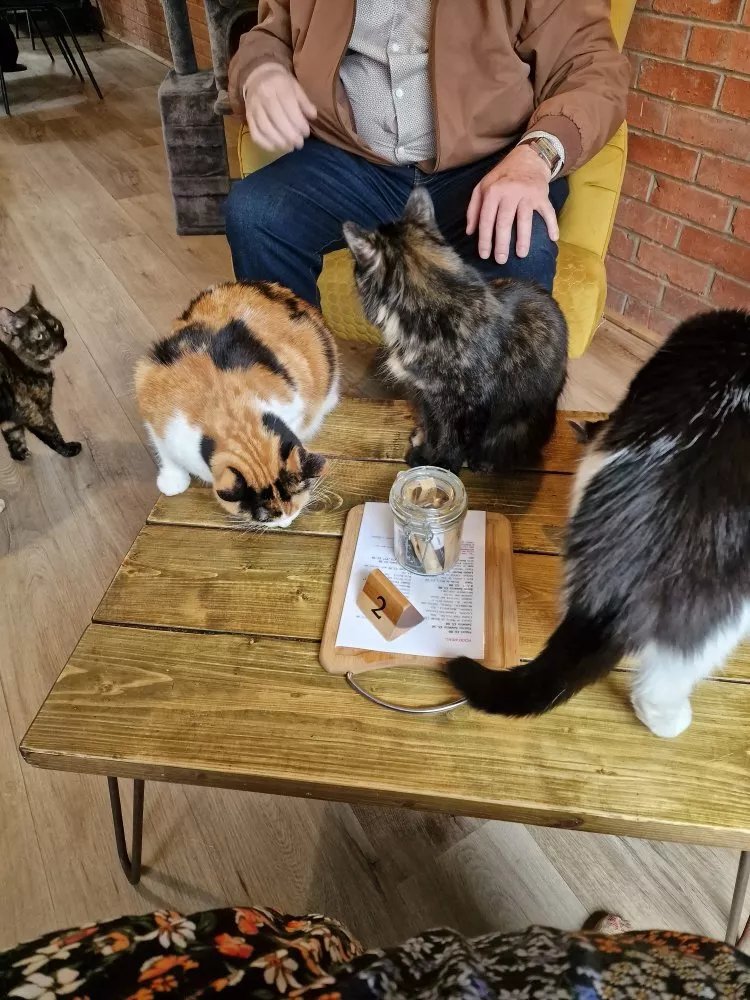 Charlie's Cat Cafe