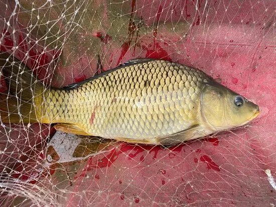 Feldioara Fishing Lake.