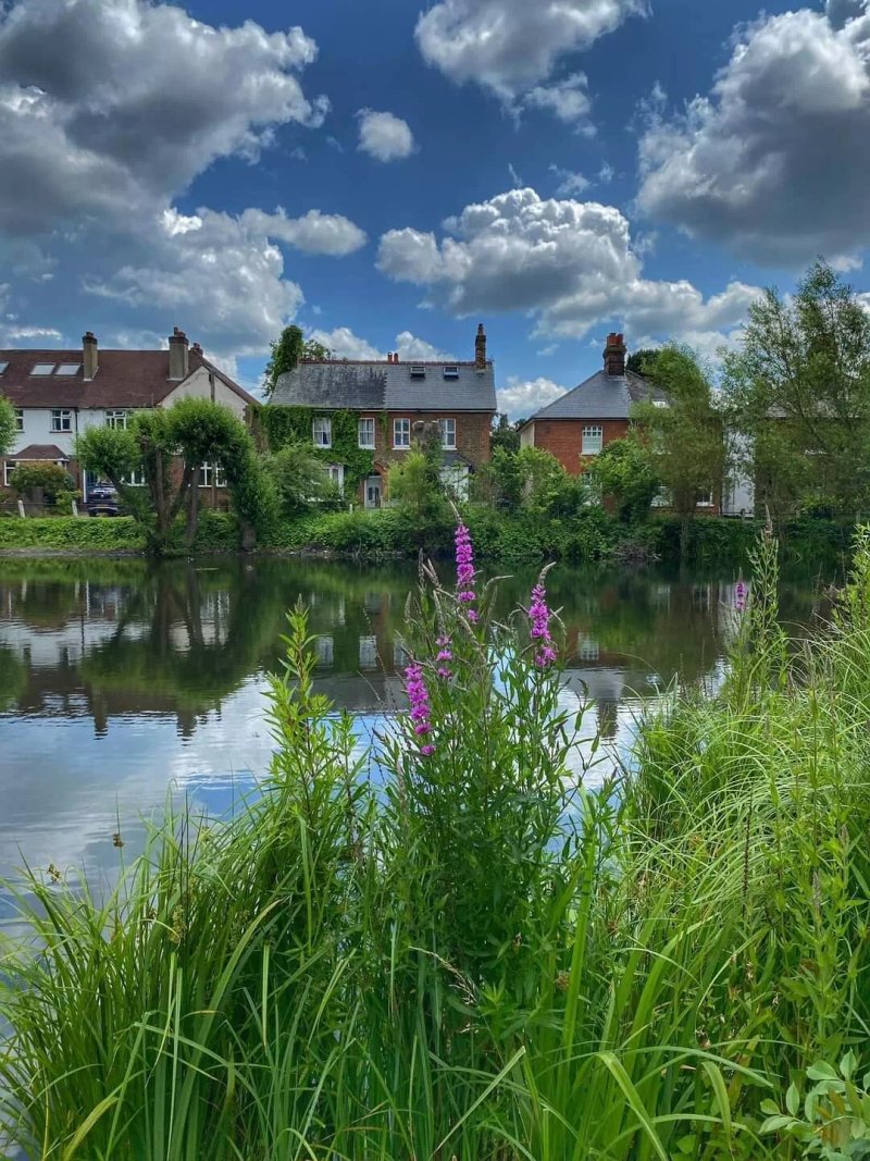 Ashtead Pond