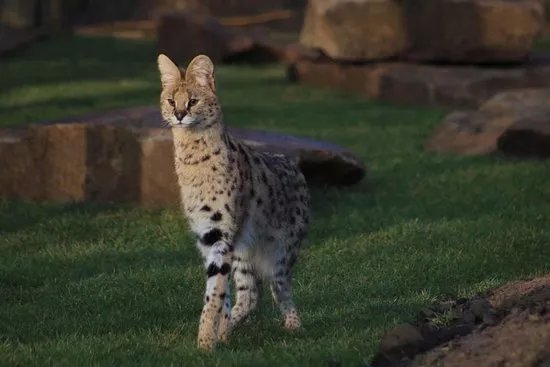 Ponderosa Zoo