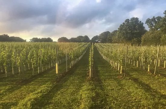 Hidden Spring Vineyard