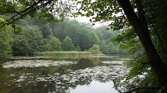 Foret Domaniale de Meudon