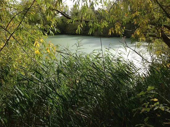 Norwood Road Nature Reserve