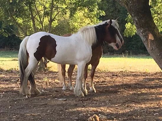 Epona