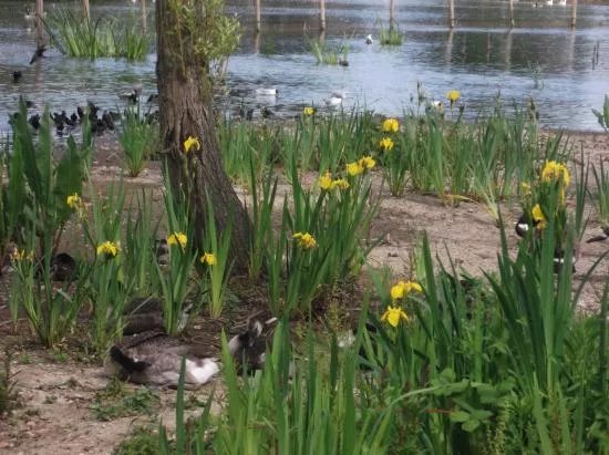 Baffins Pond