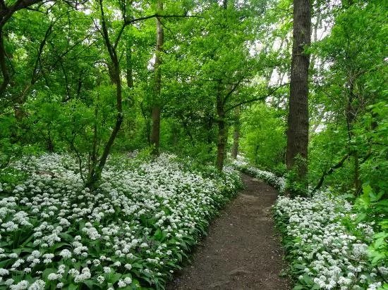 Vienna Woods