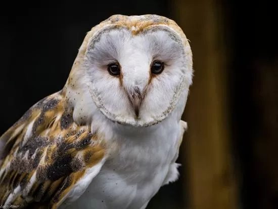 Mayfield Birds of Prey
