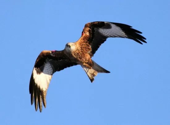 Argaty Red Kites