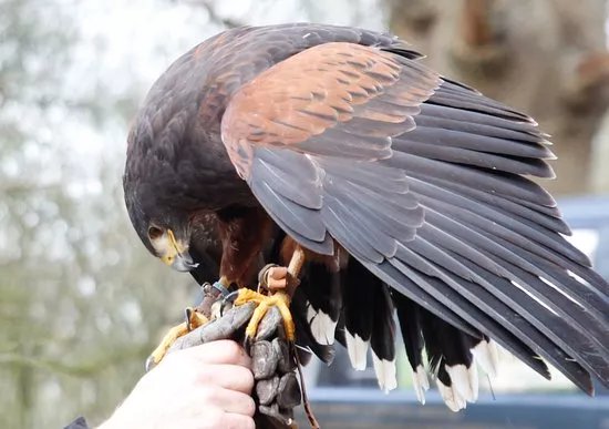 Roedel Falconry