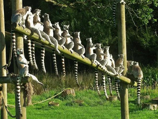 The Lake District Wildlife Park