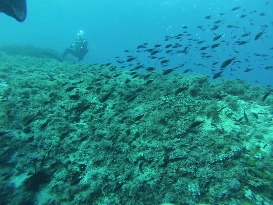 Diving Center Subfari