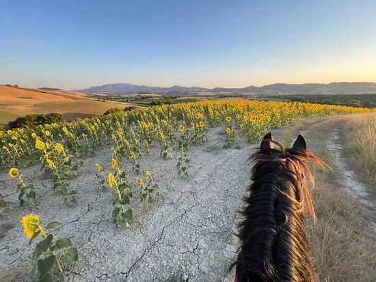 Poscente Horses
