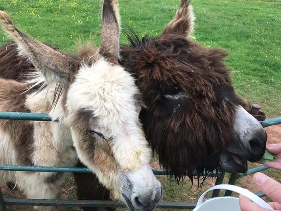 Alpaca Park Farm