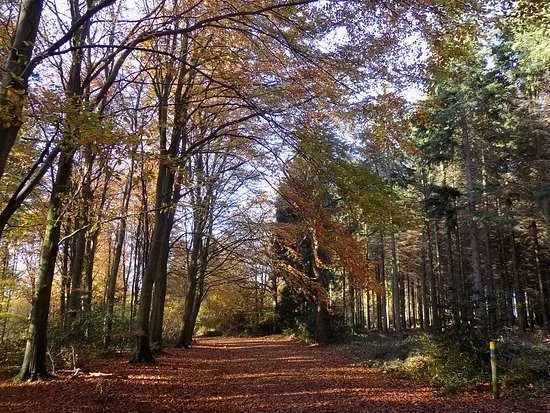 Bacton Woods