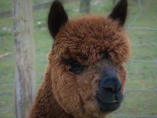 Portland Alpaca Trekking