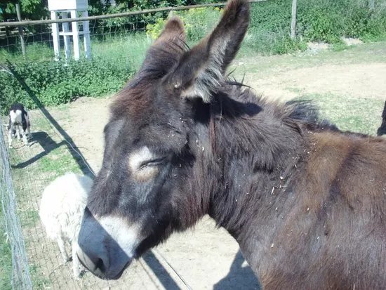 Tierpark Sommerhausen