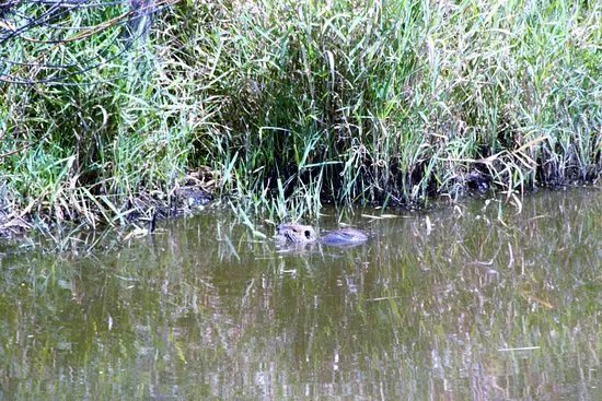 Reserve Naturelle Regionale Marais de Briere - Site Pierre Constant