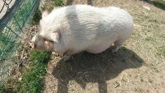 Ferme Pedagogique La Moulerette