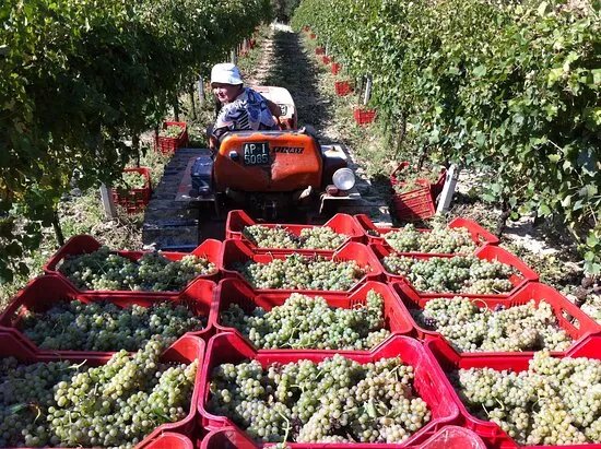Azienda Agricola Emanuele Dianetti