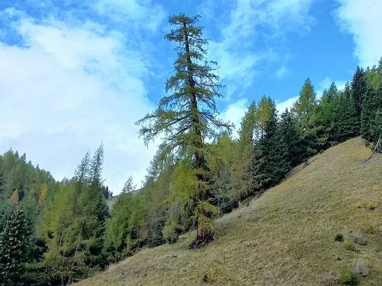 Il Larice di La Freina
