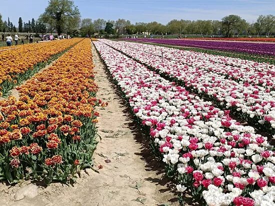 Champs Tulipes Jonquieres Provence
