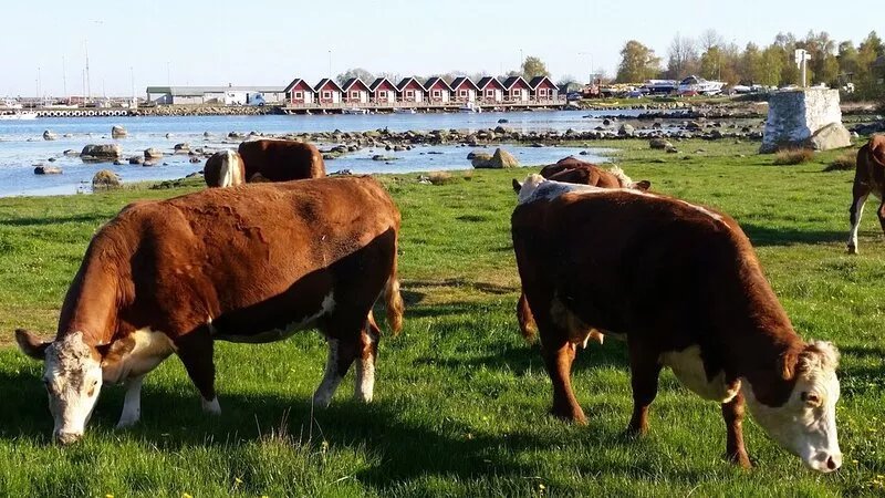 Family friendly and pleasant holiday near the sea / Southern Sweden near the sea