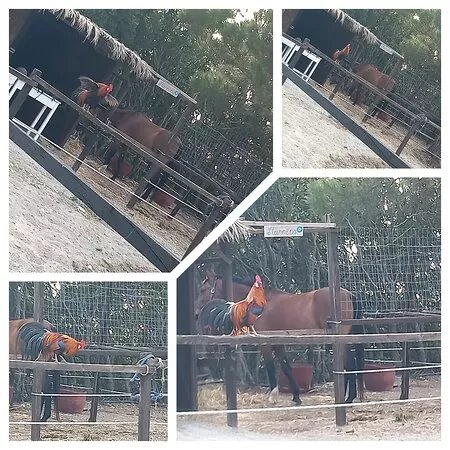 Paradise Ranch Kos Mountain Horse Riding