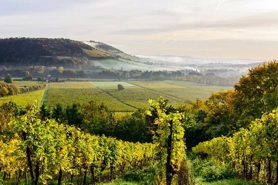 Denbies Wine Estate Ltd