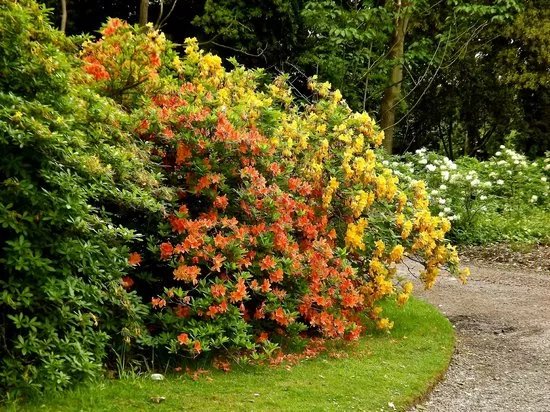 Ness Botanic Gardens