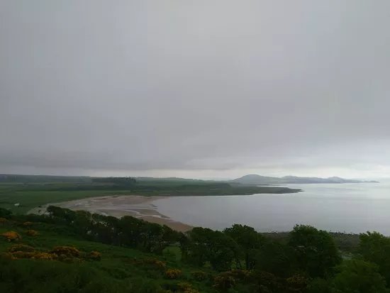 Wild Bute