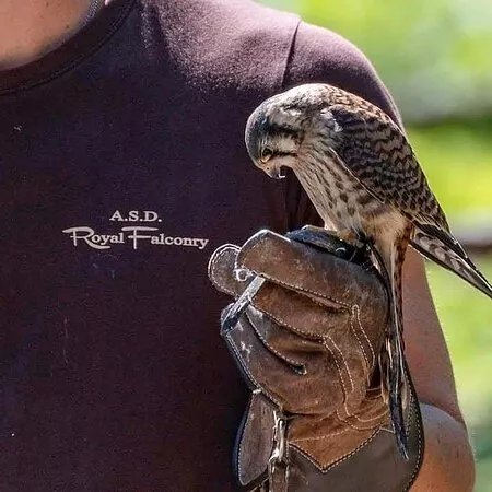 Asd Royal Falconry - Raptor Woods