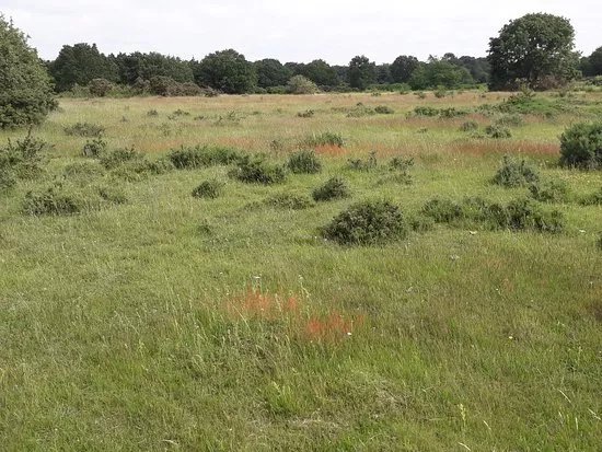Barnham Cross Common