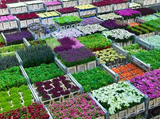 Royal FloraHolland Visitor Centre