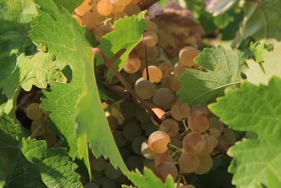 Bodega Almaroja