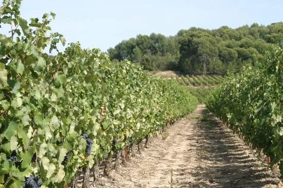 Les Celliers d'Onairac