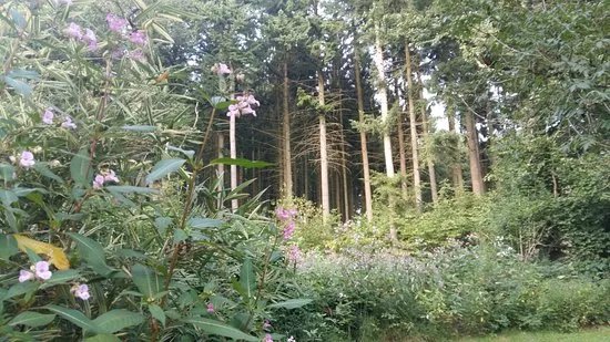 Stausee Losheim