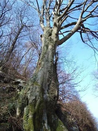 fontanino dell’avvocato