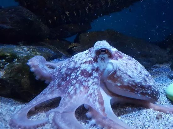 Anglesey Sea Zoo Sw Mor Mon