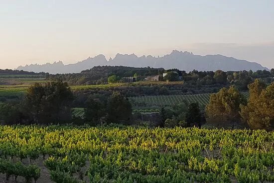 Vins El Cep